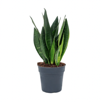 Сансів'єра Блек Даймонд Корал / Sansevieria Black Coral