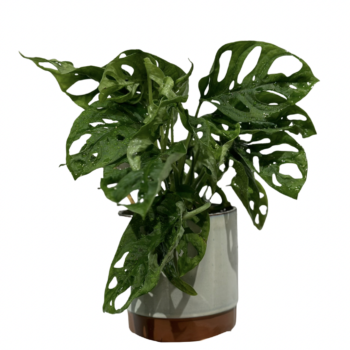 Монстера Манкі Адансона (Monstera adansonii)