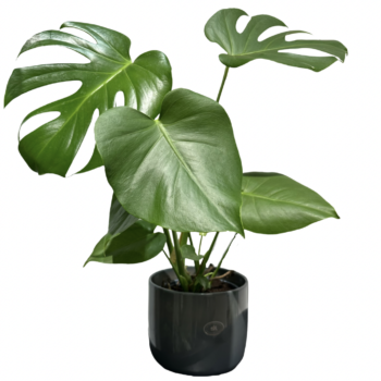 Монстера делікатна (Monstera deliciosa)