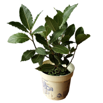Лавровий лист дерево (Laurus nobilis)