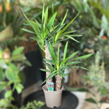 Юкка на два стовбури (Yucca)
