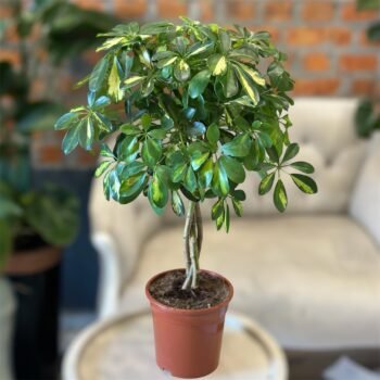 Шефлера Нора (Schefflera Сompacta)