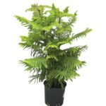 Photoroom_20251021_204037