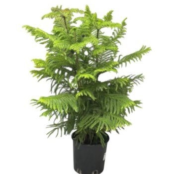 Араукарія кімнатна ялинка