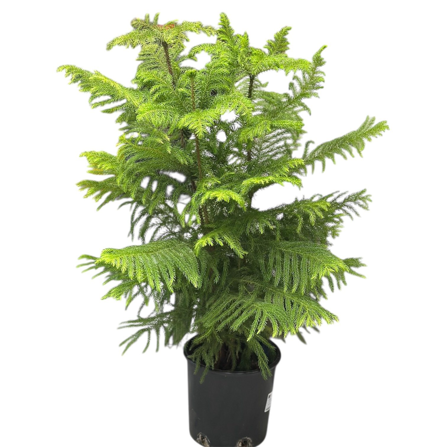 Photoroom_20251021_204037