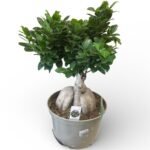 Photoroom_20260211_135111