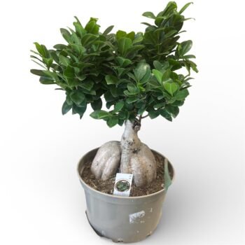 Фікус Гінсенг Бонсай