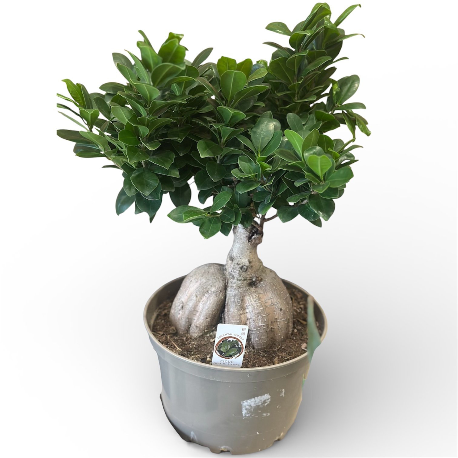 Photoroom_20260211_135111