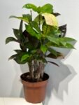 Photoroom_20250428_182948
