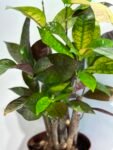 Photoroom_20250428_182948