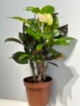 Photoroom_20250428_182948