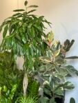 Photoroom_20250619_162506
