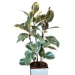 Photoroom_20250619_163046