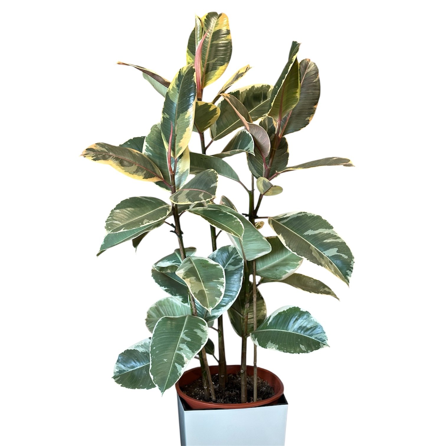 Photoroom_20250619_163046