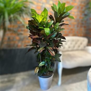 Кротон Місіс Айстон / Codiaeum var.Mrs Iceton