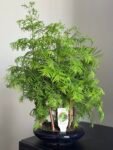 Photoroom_20250512_211629