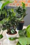 Photoroom_20250620_181613