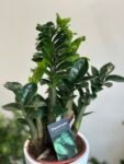 Photoroom_20250620_181613