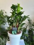 Photoroom_20250620_181613