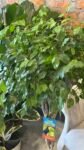 Photoroom_20250619_163938
