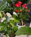 Photoroom_20250703_153725