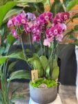 Photoroom_20250716_130202