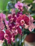 Photoroom_20250716_130202