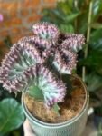 Photoroom_20250716_125300