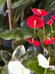 Photoroom_20250703_153725
