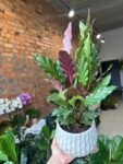 Photoroom_20250722_230638