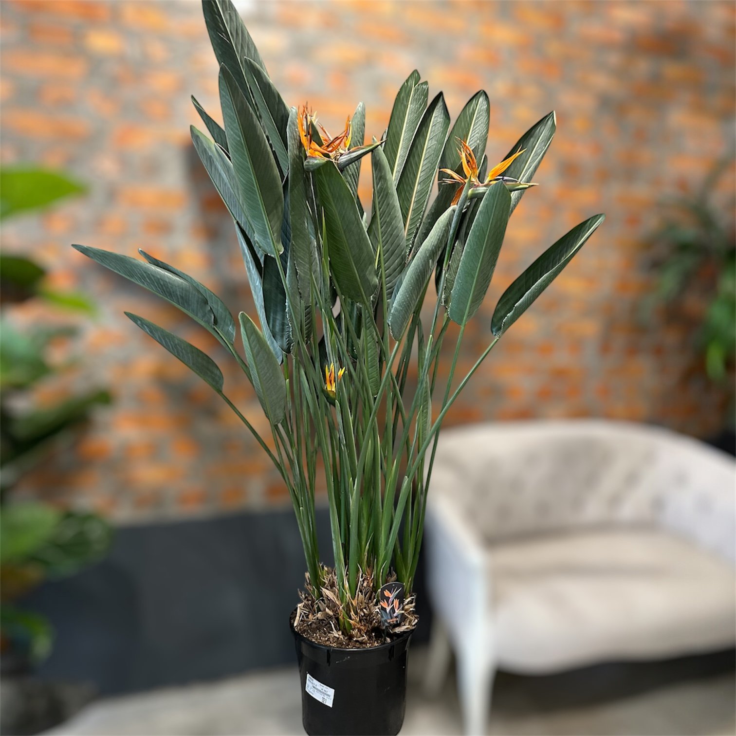 Photoroom_20251102_191908