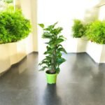 Photoroom_20250911_121314