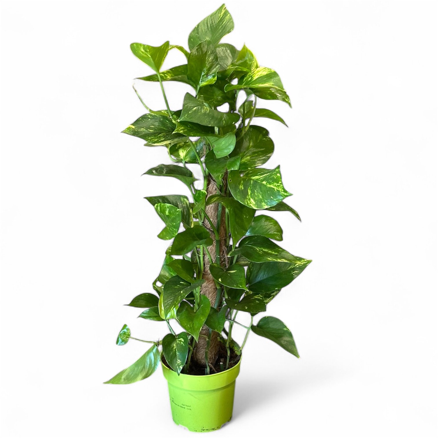 Photoroom_20250911_121314