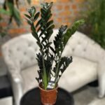 Photoroom_20251023_165313