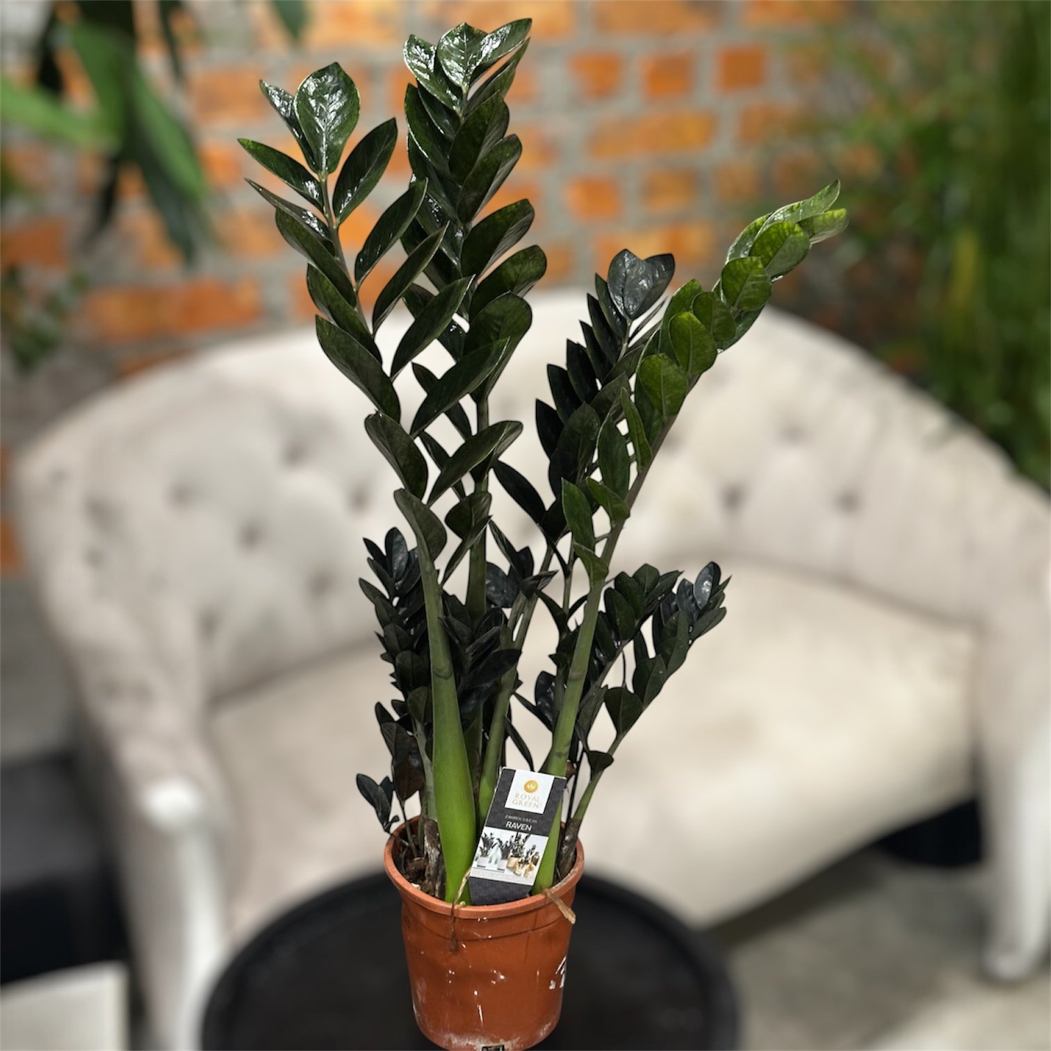 Photoroom_20251023_165313