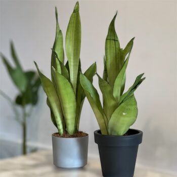 Сансивієрія Муншайн