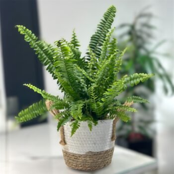 Папороть Нефролепис