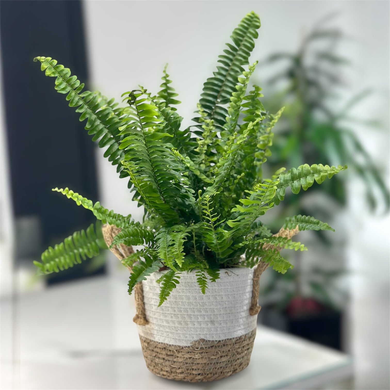 Photoroom_20251023_172149