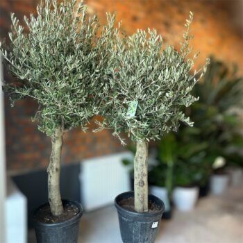 Оливкове дерево (Olea europaea) h 190 см