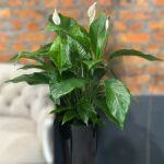 Photoroom_20251102_193755