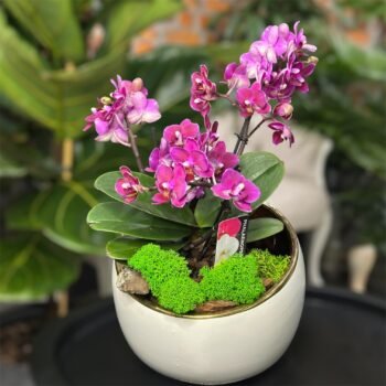 Композиція з орхідеї в кашпо