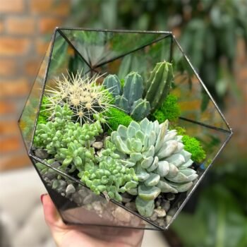 Флораріум з сукулентами "Скляна Пустеля"