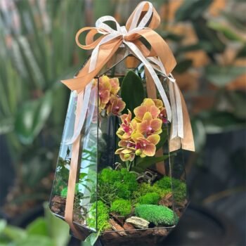 Флораріум з орхідеєю "Помаранчева мультифлора"