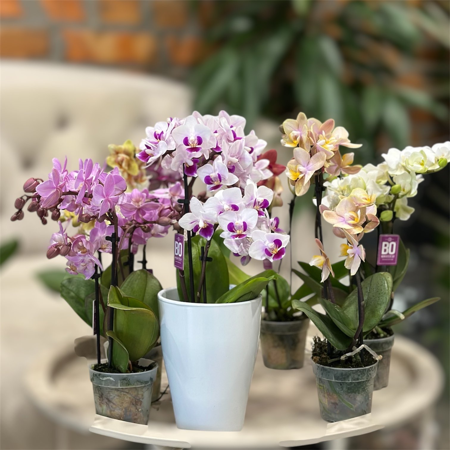 Photoroom_20251219_165558