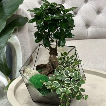 Флораріум з бонсаєм "Тиша природи"