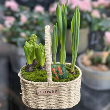 Весняна композиція "Гіацинт та тюльпан в кошику"