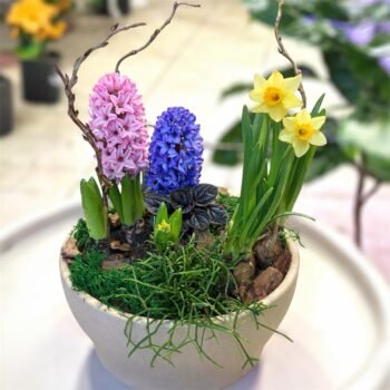 Композиція з квітучих цибулинних рослин гіацинту та нарцису