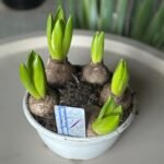 Photoroom_20260227_193702