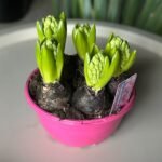 Photoroom_20260227_193702