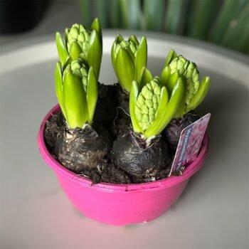 Гіацинт мікс 5 цибулин в горщику